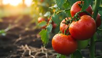 Fresh ripe red tomatoes growing on vine in organic garden with warm sunlight and green leaves for healthy eating and agriculture concepts.
