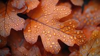 Orange oak leaf covered in morning dew drops creates atmospheric autumn mood. Macro photography shows intricate details of water droplets on fall foliage in warm tones.