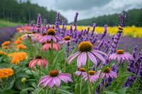 Vibrant summer garden featuring purple coneflowers, lavender and marigolds against blurred rapeseed field background, perfect for natural wellness and botanical design projects.