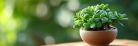 Small succulent plant in terracotta pot on wooden surface with soft green bokeh background for home decor and gardening concepts.