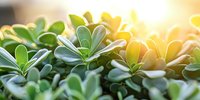 Fresh green succulent leaves in warm sunlight with bokeh effect, macro photography showing natural plant texture and golden hour glow. Suitable for wellness designs.