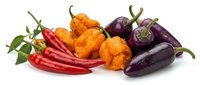 Colorful assortment of fresh hot chili peppers including red cayenne, orange habanero and purple varieties isolated on white background for culinary designs.