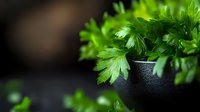 Fresh green parsley leaves in black ceramic pot against dark background, selective focus on bright aromatic herbs creating contrast with moody setting.