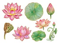 Watercolor lotus flowers and lily pads isolated on white background, ready for design projects, botanical illustrations, and decorative applications.