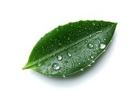 Fresh green leaf with water droplets on white background, macro photography showing morning dew drops on glossy foliage surface. Natural botanical element.