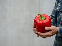 Farmer in blue plaid shirt holding fresh red bell pepper against gray background. Suitable for agriculture, farming, organic produce, and healthy eating content.