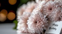 Soft pink chrysanthemum flowers in gentle focus with birthday greeting card and blurred bokeh lights creating romantic festive atmosphere for celebration background.