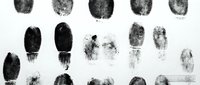 Fingerprint patterns and whorls isolated on white background for forensic identification, criminal investigation, biometric security systems, and law enforcement documentation purposes.