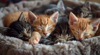 Four adorable kittens sleeping together in cozy pet bed, orange tabby and gray striped cats cuddling in soft furry blanket.