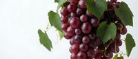 Fresh red grapes hanging on vine with green leaves isolated on white background for healthy eating and wine making concepts.