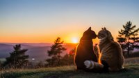 Two cats sitting together watching golden sunset over mountains, silhouetted against warm orange sky, peaceful evening moment, friendship and companionship concept.