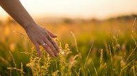 Hand gently touching golden wheat field during sunset creating peaceful agricultural scene with warm light and natural textures for wellness concepts.