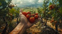 Farmer's hand holding fresh ripe red tomatoes on vine against blurred vineyard landscape background in warm evening light, showcasing organic farming.