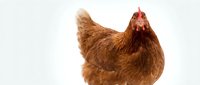 Brown hen chicken isolated on white background for poultry farm design and agricultural marketing materials.