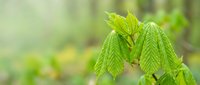 Fresh green leaves emerging on tree branch in soft natural light with blurred forest background for spring growth and renewal concepts.