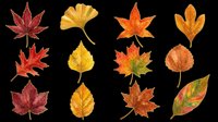 Autumn leaves collection isolated on transparent background, featuring maple, ginkgo, and various fall foliage in red, orange, and yellow tones. Ready for t-shirt designs, clipart, stickers, and print-on-demand projects.
