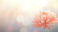 Delicate peach-colored dahlia flower in full bloom against soft bokeh background with dreamy morning light, creating serene and romantic atmosphere.
