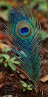 Vibrant peacock feather with iridescent blue and green eye pattern standing upright in natural forest ground with blurred foliage background.