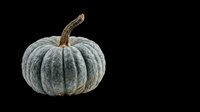 Blue-grey pumpkin isolated on transparent background, ready for t-shirt designs, clipart, stickers, print-on-demand products, and sublimation projects.