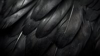 Dark raven feathers with water droplets in dramatic black and white macro photography, showing intricate texture and natural patterns with moody atmosphere.
