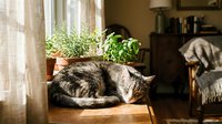 Tabby cat sleeping curled up on wooden table by sunny window with potted herbs, cozy home interior with warm natural light.