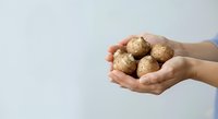 Hands holding fresh brown potatoes against white background, suitable for food, agriculture, and organic produce marketing materials.