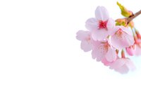 Delicate pink cherry blossoms with soft petals and yellow stamens against white background, spring flowering branch in macro photography.