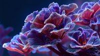 Vibrant purple and red flower petals in macro view against dark blue background, creating dramatic contrast for nature photography and floral design projects.