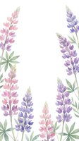 Watercolor lupine flowers frame with pink and purple blooms on white background for wedding invitations, greeting cards and botanical designs.