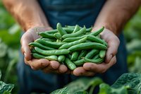Fresh harvested green string beans held in farmer's weathered hands against garden background, showcasing organic produce and farm-to-table concept.
