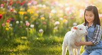 Young girl with long dark hair and East Asian ethnicity wearing blue plaid shirt holding white lamb in blooming flower field during golden hour, farm animal care and childhood.