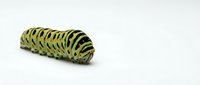 Monarch butterfly caterpillar with distinctive yellow and black striped pattern isolated on white background, ready for educational materials and design projects.