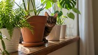Curious tabby cat peeking between potted houseplants on a sunny wooden shelf, cozy home interior with monstera and fern.