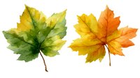 Colorful autumn maple leaves with gradient colors from green to yellow and orange to red, isolated on white background for seasonal designs.