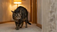 Tabby cat walking on carpet in warm-lit hallway with overhead lamp and wooden doorframe, suitable for pet, home, and lifestyle content.