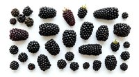 Fresh blackberries arranged on white background, isolated berries in various sizes ready for food, nutrition, and culinary design projects.
