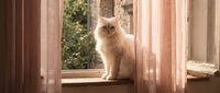 Fluffy ginger cat sitting on windowsill between curtains, looking at camera with curious expression, domestic pet in home interior setting.