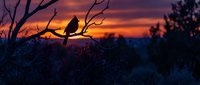 Cardinal bird silhouette perched on bare branch against vibrant orange purple sunset sky. Wildlife nature scene for outdoor adventure designs.