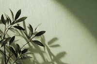 Olive branches casting elegant shadows on light green wall, creating minimalist natural composition for wellness and home decor concepts.