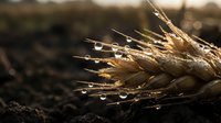 Mature wheat ear with morning dew drops resting on dark soil, suitable for agricultural, harvest, and nature-themed projects.