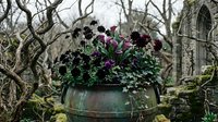 Dark purple flowers in weathered copper planter among bare winter branches creating moody gothic garden atmosphere for seasonal decorating projects.