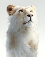 Majestic white lion portrait with golden mane looking upward on light background. Powerful wild cat with amber eyes for wildlife and nature projects.