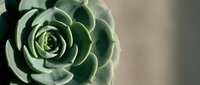 Close-up of a pale green succulent plant with tightly spiraled rosette leaves, ideal for botanical and nature-themed designs.