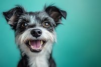 Happy mixed breed terrier dog with white and black fur smiling at camera against turquoise background, showing friendly expression and bright amber eyes.