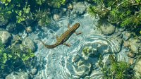 Salamander swimming in clear shallow water with ripples, surrounded by green aquatic plants and stones creating natural pond habitat for wildlife photography.