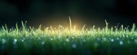 Fresh green grass blades with morning dew drops glowing in sunrise light against dark background, creating magical natural bokeh effect in garden landscape.