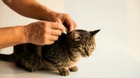 Man gently petting adorable tabby cat showing affection and bonding between human and domestic pet animal companion in warm indoor setting.