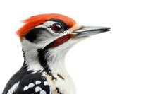 Close up portrait of woodpecker with distinctive red crest, black and white feathers, and sharp beak against pure white background, isolated for nature and wildlife designs.