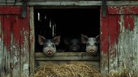 Two curious pigs peering from rustic red barn doorway with weathered wood and straw bedding creating authentic farmyard atmosphere for agricultural content.