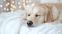 Sleeping Golden Retriever dog lying on white bedding with soft bokeh lights in background creating cozy atmosphere. Peaceful pet portrait for veterinary and lifestyle designs.